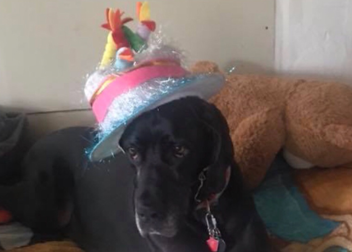 zoey with her birthday party hat